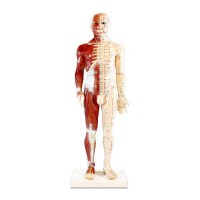 Modelo anatómico de corpo humano masculino 60 cm